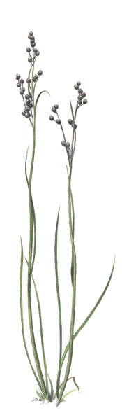 Nr.67 Salttåg (Juncus gerardii) Nr.67 Salttåg (Juncus gerardii)