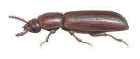 Nr.683 Enfärgad barksvartbagge (Corticeus unicolor) Nr.683 Enfärgad barksvartbagge (Corticeus unicolor)