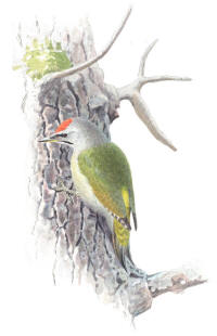 Nr.684 Gråspett (Picus canus) Nr.684 Gråspett (Picus canus)