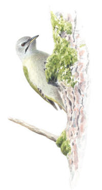 Nr.685 Gråspett (Picus canus) Nr.685 Gråspett (Picus canus)