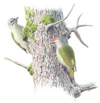 Nr.686 Gråspett (Picus canus) Nr.686 Gråspett (Picus canus)