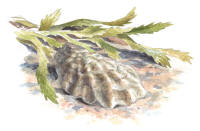 Nr.687 Ostron (Ostreidae) Nr.687 Ostron (Ostreidae)