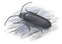 Nr.68 Raggbock (Tragosoma depsarium) Nr.68 Raggbock (Tragosoma depsarium)