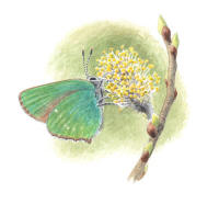 Nr.690 Grönsnabbvinge (Callophrys rubi) Nr.690 Grönsnabbvinge (Callophrys rubi)