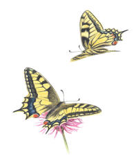 Nr.691 Makaonfjäril (Papilio machaon) Nr.691 Makaonfjäril (Papilio machaon)