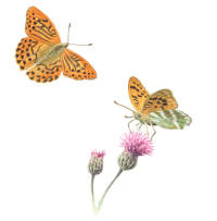 Nr.692 Silverstreckad pärlemorfjäril (Argynnis paphia) Nr.692 Silverstreckad pärlemorfjäril (Argynnis paphia)