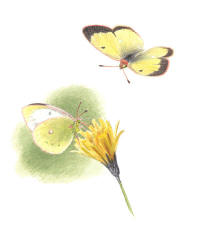 Nr.694 Svavelgul höfjäril (Colias palaeno) Nr.694 Svavelgul höfjäril (Colias palaeno)