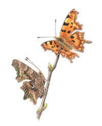 Nr.696 Vinbärsfuks (Polygonia c-album) Nr.696 Vinbärsfuks (Polygonia c-album)