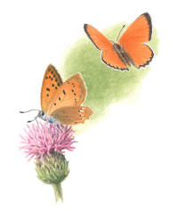 Nr.697 Vitfläckig guldvinge (Lycaena virgaureae) Nr.697 Vitfläckig guldvinge (Lycaena virgaureae)