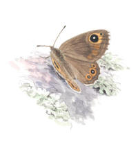 Nr.698 Vitgräsfjäril (Lasiommata maera) Nr.698 Vitgräsfjäril (Lasiommata maera)