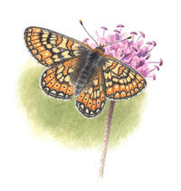 Nr.699 Väddnätfjäril (Euphydryas aurinia) Nr.699 Väddnätfjäril (Euphydryas aurinia)