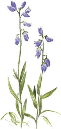 Nr.6 Jungfrulin (Polygala vulgaris) Nr.6 Jungfrulin (Polygala vulgaris)