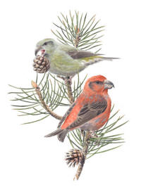 Nr.706 Större korsnäbb (Loxia pytyopsittacus) Nr.706 Större korsnäbb (Loxia pytyopsittacus)