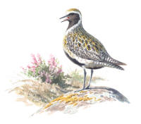 Nr.707 Ljungpipare (Pluvialis apricaria) Nr.707 Ljungpipare (Pluvialis apricaria)