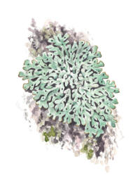 Nr.713 Hållav (Menegazzia terebrata) Nr.713 Hållav (Menegazzia terebrata)