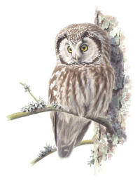 Nr.717 Pärluggla (Aegolius funereus) Nr.717 Pärluggla (Aegolius funereus)