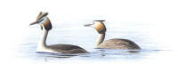 Nr.71 Skäggdopping (Podiceps cristatus) Nr.71 Skäggdopping (Podiceps cristatus)