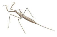 Nr.721 Stavlik vattenskorpion (ranatra linearis) Nr.721 Stavlik vattenskorpion (ranatra linearis)