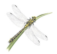 Nr.722 Sandflodtrollslända (Gomphus vulgatissimus) Nr.722 Sandflodtrollslända (Gomphus vulgatissimus)