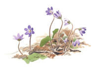 Nr.726 Blåsippa (Hepatica nobilis) Nr.726 Blåsippa (Hepatica nobilis)