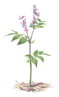 Nr.72 Vårärt (Lathyrus vernus) Nr.72 Vårärt (Lathyrus vernus)