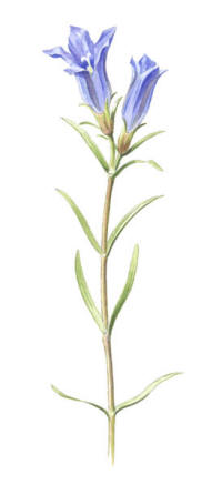 Nr.734 Klockgentiana (Gentiana pneumonanthe) Nr.734 Klockgentiana (Gentiana pneumonanthe)
