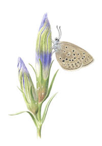 Nr.735 Klockgentiana (Gentiana pneumonanthe), Alkonblåvinge (Maculinea alcon) Nr.735 Klockgentiana (Gentiana pneumonanthe), Alkonblåvinge (Maculinea alcon)