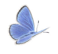 Alkonblåvinge (Maculinea alcon) Alkonblåvinge (Maculinea alcon)