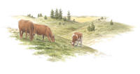 Nr.746 Nr.746