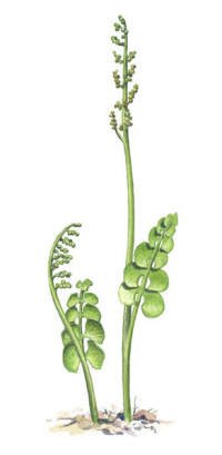 Nr.74 Låsbräken (Botrychium lunaria) Nr.74 Låsbräken (Botrychium lunaria)