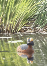 Nr.757 Svarthakedopping (Podiceps auritus) Nr.757 Svarthakedopping (Podiceps auritus)