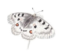 Nr.758 Apollofjäril (Parnassius apollo) Nr.758 Apollofjäril (Parnassius apollo)