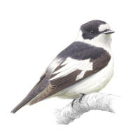 Nr.759 Halsbandsflugsnappare (Ficedula albicollis) Nr.759 Halsbandsflugsnappare (Ficedula albicollis)