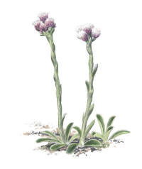 Nr.75 Kattfot (Antennaria dioica) Nr.75 Kattfot (Antennaria dioica)