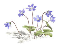 Nr.760 Blåsippa (Hepatica nobilis) Nr.760 Blåsippa (Hepatica nobilis)