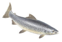 Nr.765 Öring (Salmo trutta) Nr.765 Öring (Salmo trutta)