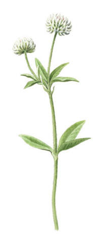 Nr.766 Backklöver (Trifolium montanum) Nr.766 Backklöver (Trifolium montanum)