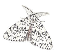 Nr.767 Barrskogsnunna (Lymantria monacha) Nr.767 Barrskogsnunna (Lymantria monacha)