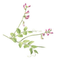 Nr.768 Buskvicker (Vicia dumetorum) Nr.768 Buskvicker (Vicia dumetorum)