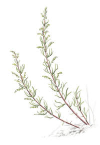 Nr.769 Fältmalört (Artemisia campestris) Nr.769 Fältmalört (Artemisia campestris)