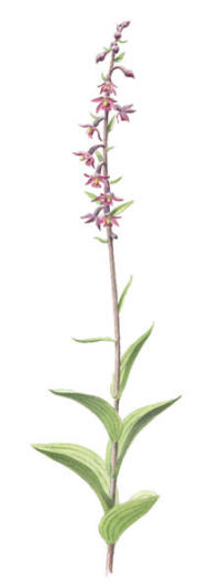 Nr.772 Purpurknipprot (Epipactis atrorubens) Nr.772 Purpurknipprot (Epipactis atrorubens)