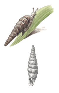 Nr.778 Klubbspolsnäcka (Clausilia pumila) Nr.778 Klubbspolsnäcka (Clausilia pumila)