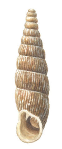 Nr.780 Mångtandspolsnäcka (Macrogastra plicatula) Nr.780 Mångtandspolsnäcka (Macrogastra plicatula)