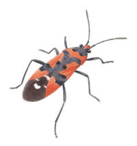 Nr.781 Riddarskinnbagge (Lygaeus equestris) Nr.781 Riddarskinnbagge (Lygaeus equestris)