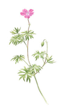 Nr.782 Blodnäva (Geranium sanguineum) Nr.782 Blodnäva (Geranium sanguineum)