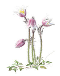 Nr.783 Mosippa (Anemone vernalis) Nr.783 Mosippa (Anemone vernalis)