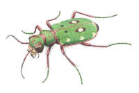 Nr.784 Grön sandjägare (Cicindela campestris) Nr.784 Grön sandjägare (Cicindela campestris)