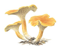 Nr.785 Orange kantarell (Cantharellus friesii) Nr.785 Orange kantarell (Cantharellus friesii)