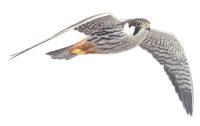 Nr.788 Lärkfalk (Falco subbuteo) Nr.788 Lärkfalk (Falco subbuteo)