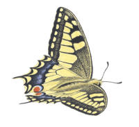 Nr.789 Makaonfjäril (Papilio machaon) Nr.789 Makaonfjäril (Papilio machaon)